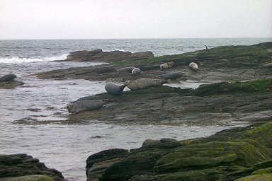 Picture of seals on a rock in the sea