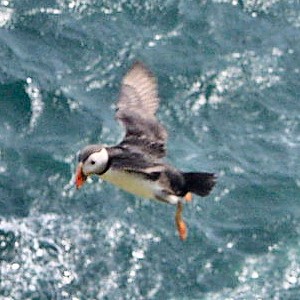 Picture of a puffin