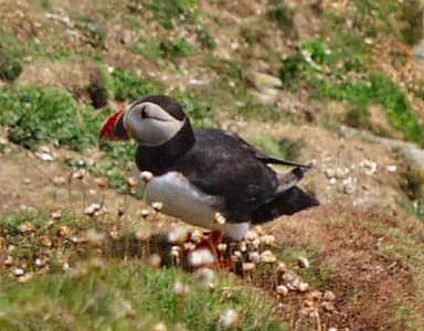 Picture of a puffin