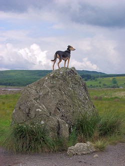 Picture of Bruce's Stone, with a dog on it