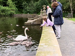 Picture of a young girl feeding swans