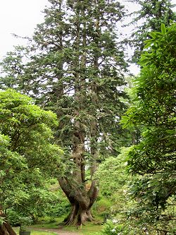 Picture of a Champion Tree