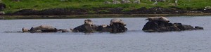 Picture of the seals