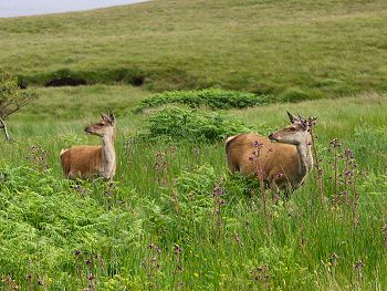 Picture of deer