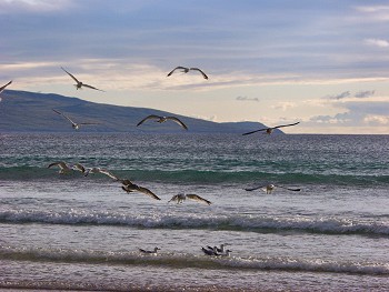 Picture of birds in the waves
