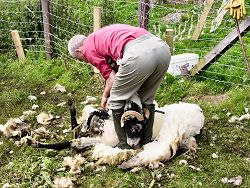 Picture of a man shearing a sheep
