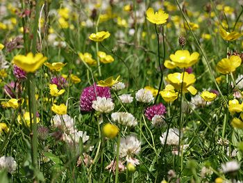 Picture of the flowers growing on the dunes