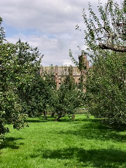 Picture of the Apple Orchard